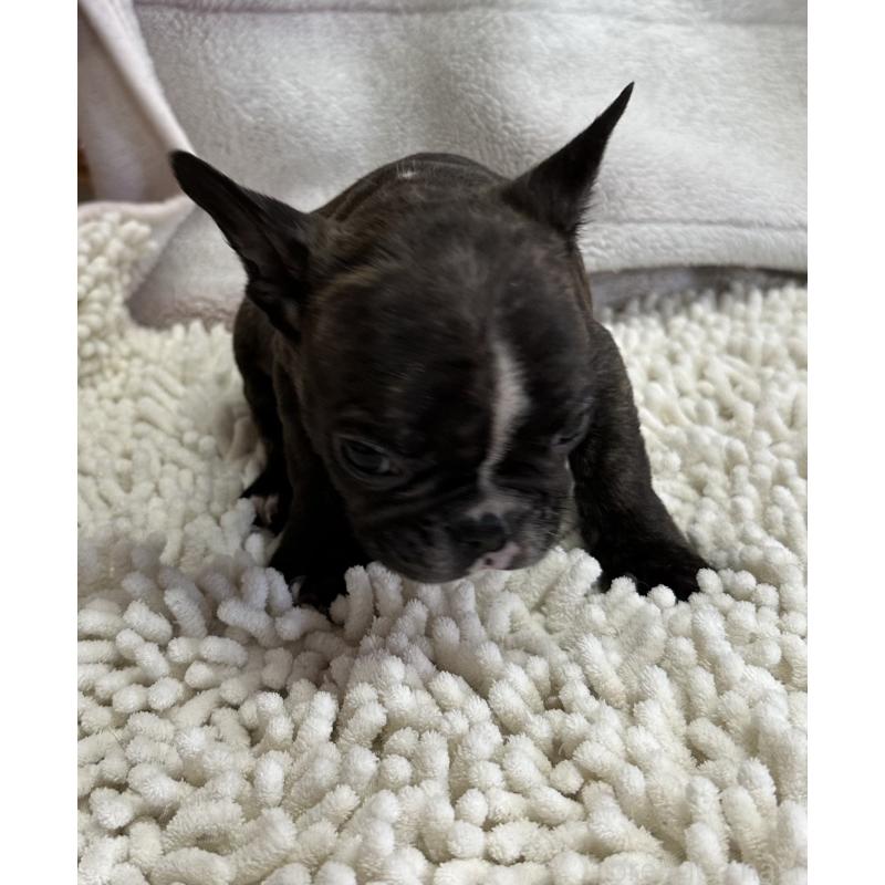 成約済の三重県のフレンチブルドッグ-432372の9枚目