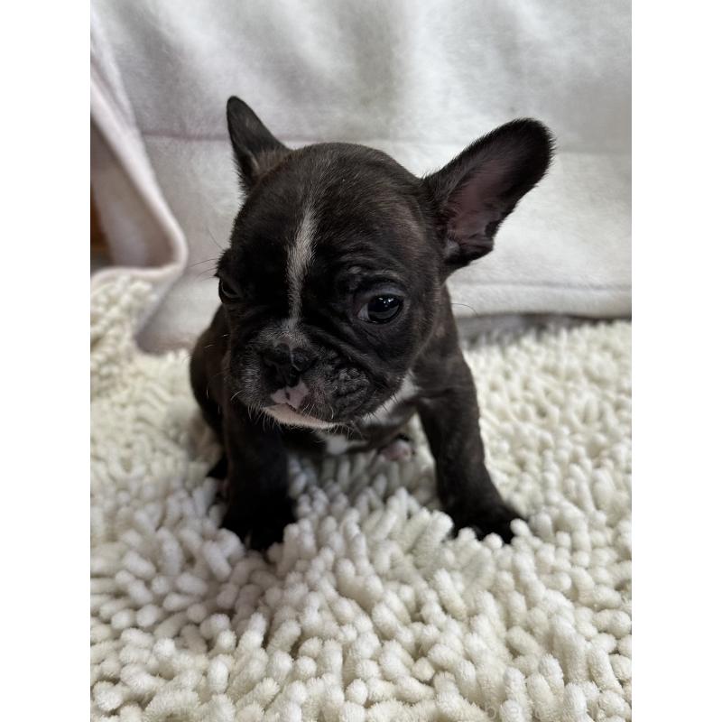 成約済の三重県のフレンチブルドッグ-432372の7枚目