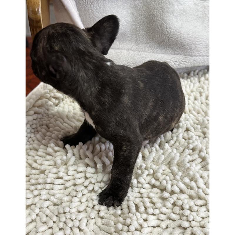 成約済の三重県のフレンチブルドッグ-432372の6枚目