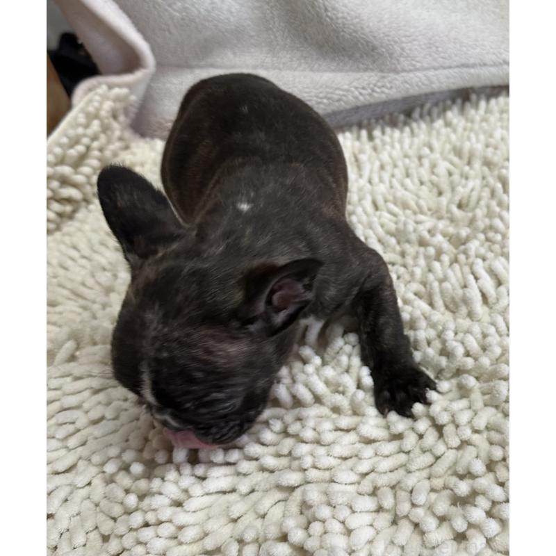 成約済の三重県のフレンチブルドッグ-432372の5枚目