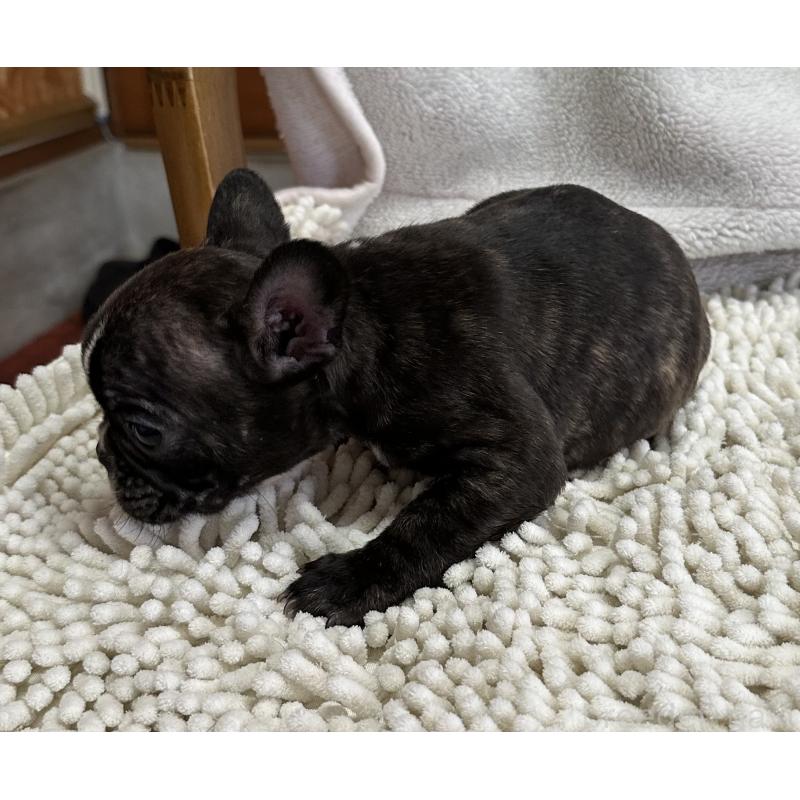 成約済の三重県のフレンチブルドッグ-432372の3枚目