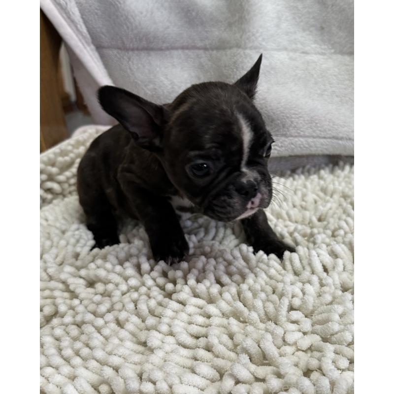 成約済の三重県のフレンチブルドッグ-432372の2枚目