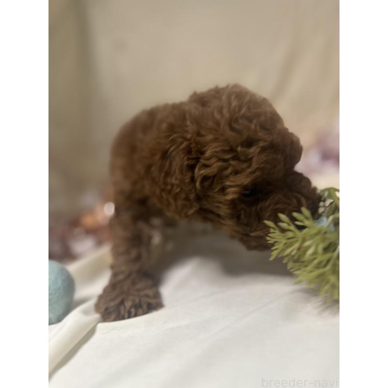 販売中の愛知県のトイプードル-432373の2枚目