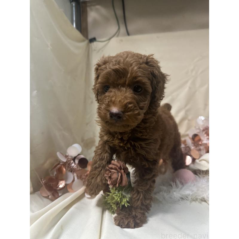 販売中の愛知県のトイプードル-432374の3枚目