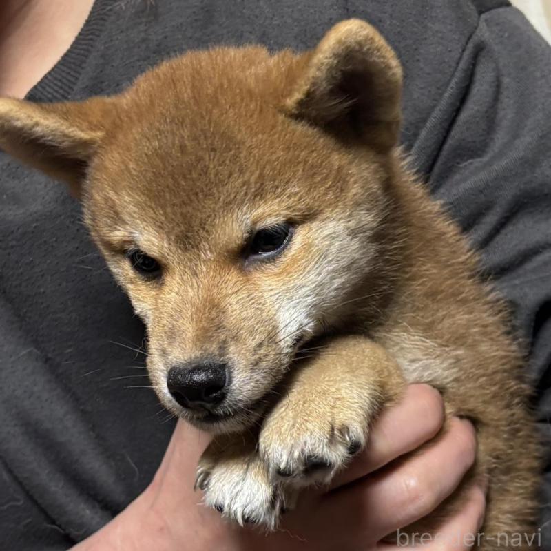 販売中の香川県の柴犬-432376の5枚目