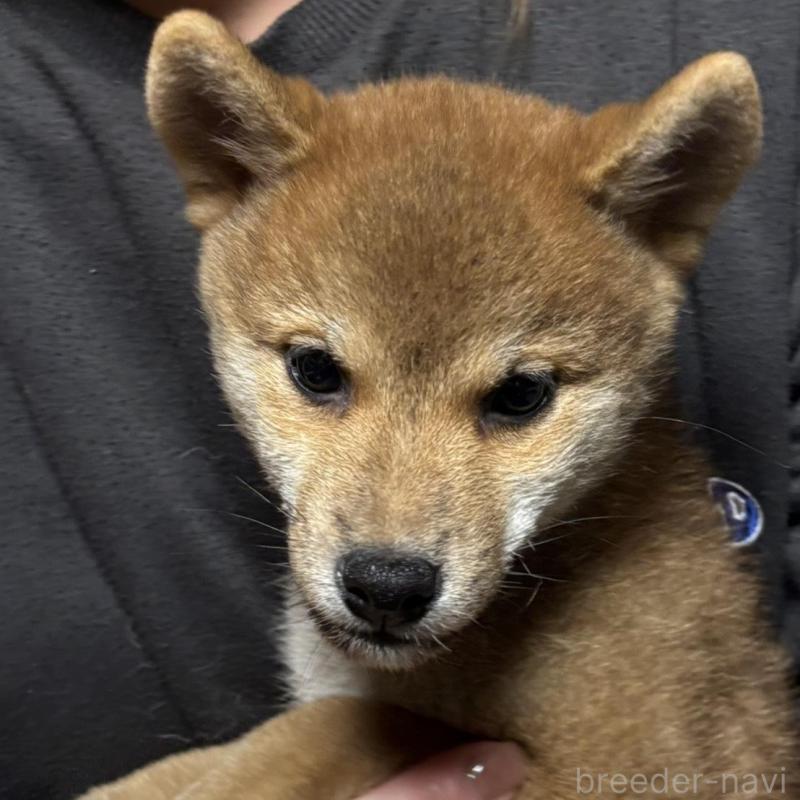 販売中の香川県の柴犬-432376の4枚目