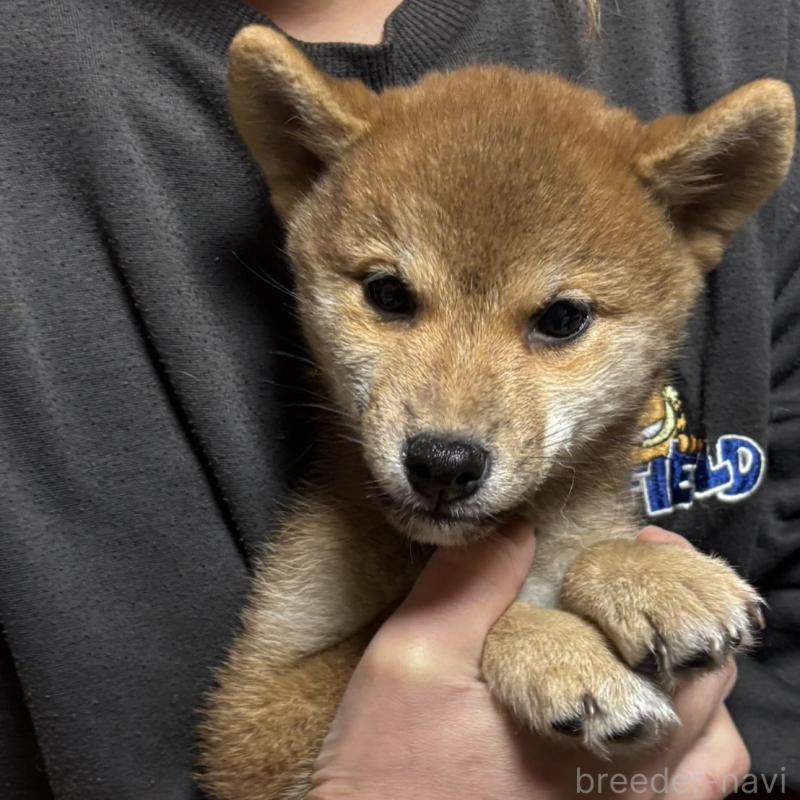 販売中の香川県の柴犬-432376の3枚目