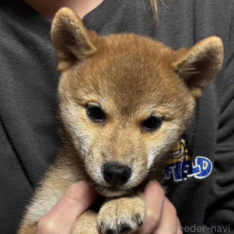 販売中の香川県の柴犬-432376の2枚目