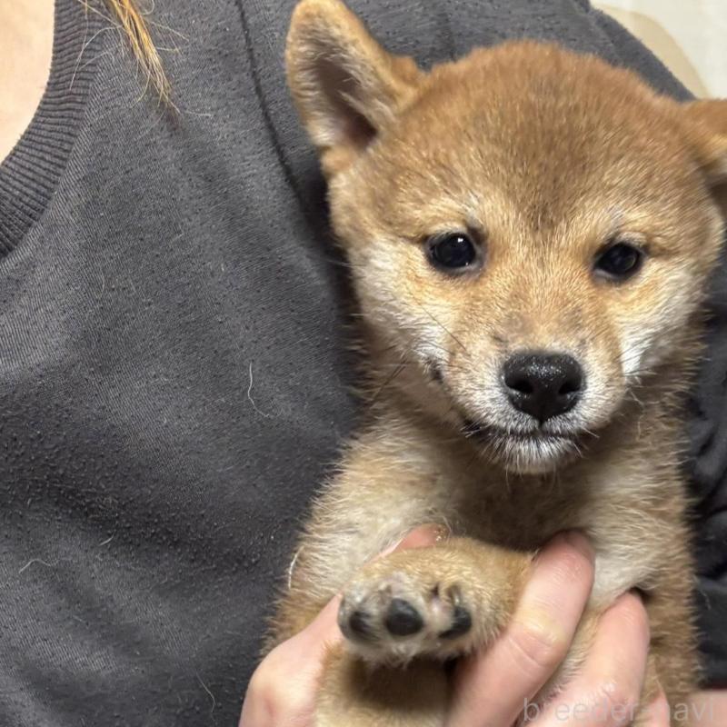販売中の香川県の柴犬-432376