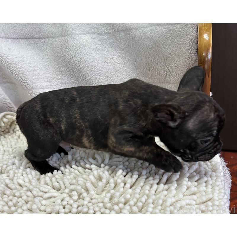 販売中の三重県のフレンチブルドッグ-432379の3枚目