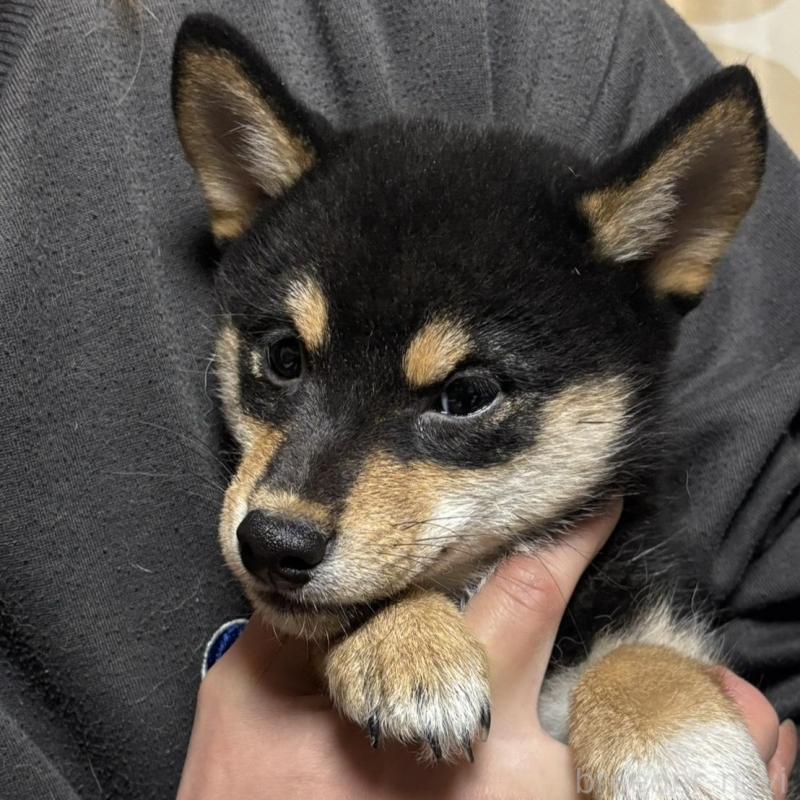 販売中の香川県の柴犬-432378の5枚目