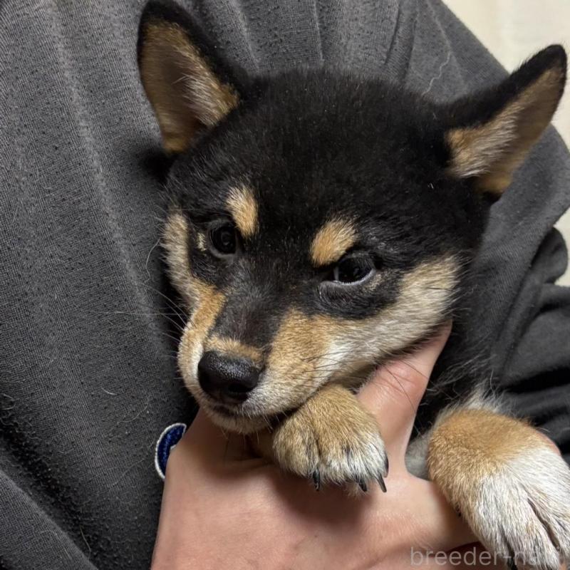 販売中の香川県の柴犬-432378