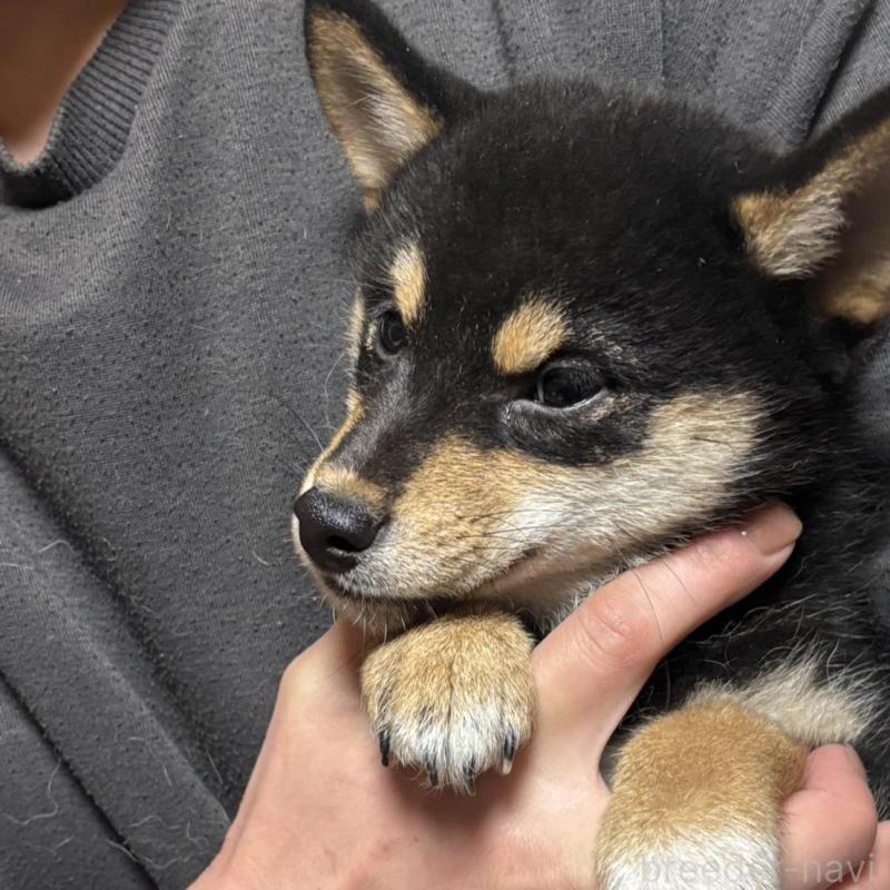 販売中の香川県の柴犬-432378の4枚目