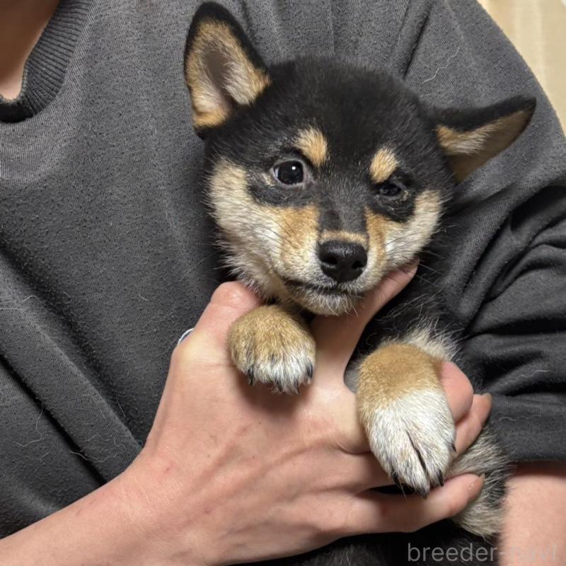 販売中の香川県の柴犬-432378の3枚目