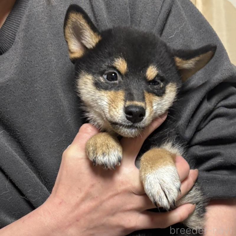 販売中の香川県の柴犬-432378の2枚目