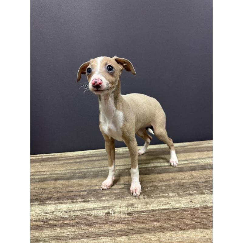 販売中の埼玉県のイタリアングレーハウンド(イタグレ)-432380の3枚目