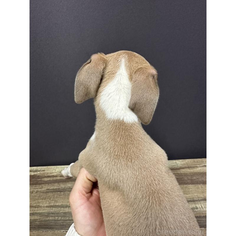 販売中の埼玉県のイタリアングレーハウンド(イタグレ)-432380の2枚目