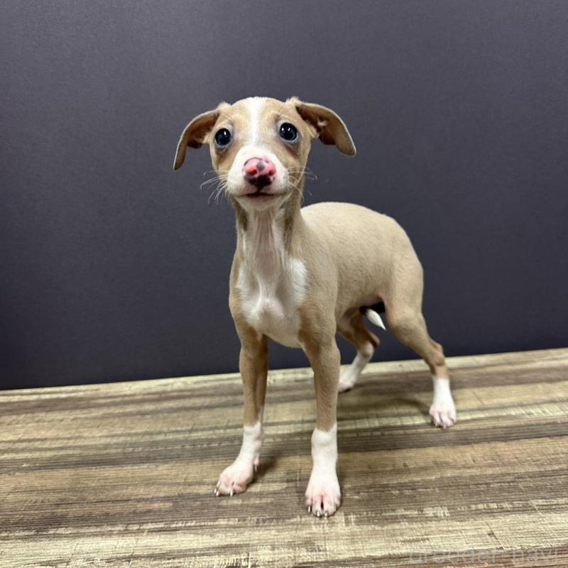 販売中の埼玉県のイタリアングレーハウンド(イタグレ)-432380の1枚目