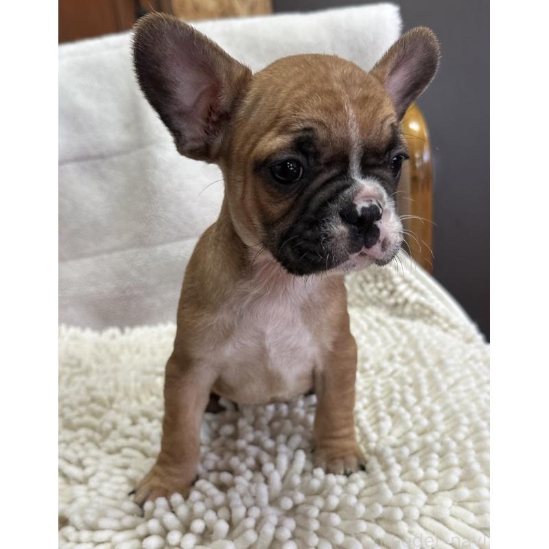 販売中の三重県のフレンチブルドッグ-432381の5枚目