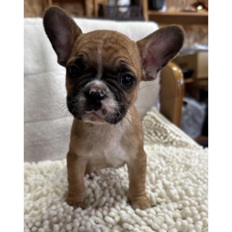 販売中の三重県のフレンチブルドッグ-432381の4枚目