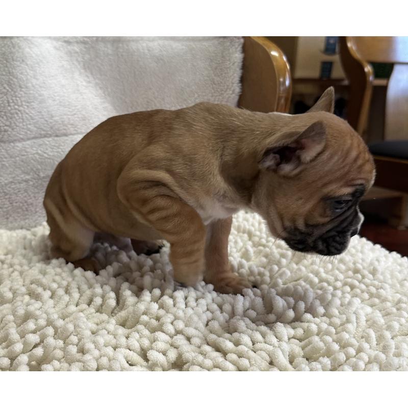 販売中の三重県のフレンチブルドッグ-432381の2枚目
