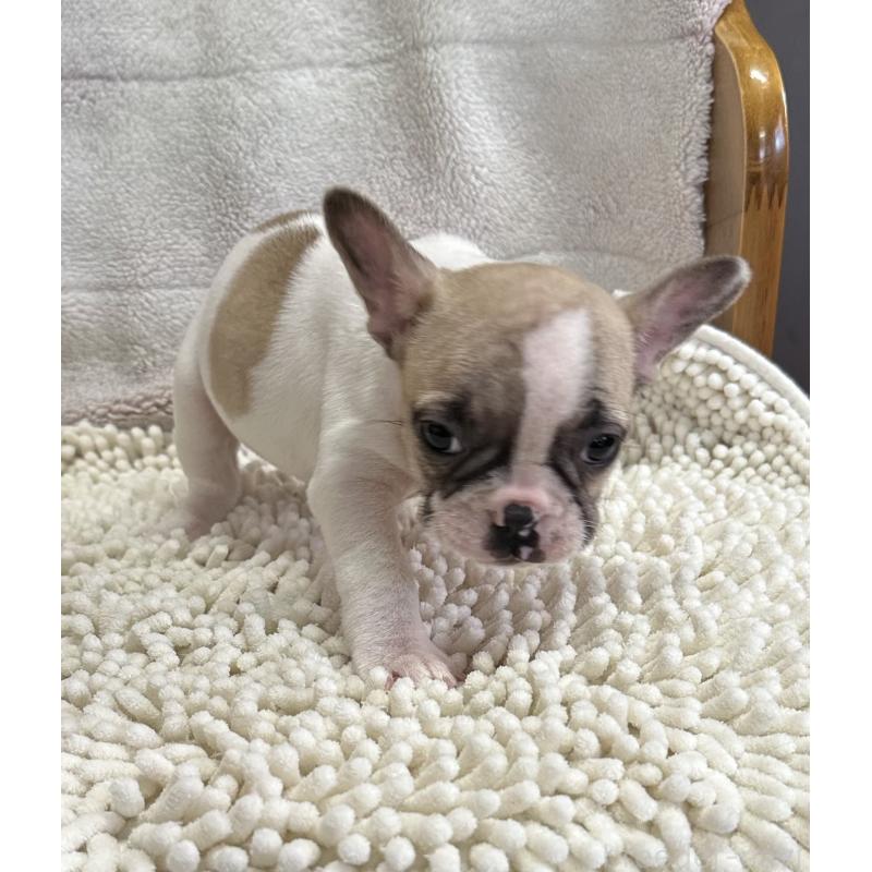 販売中の三重県のフレンチブルドッグ-432384の10枚目