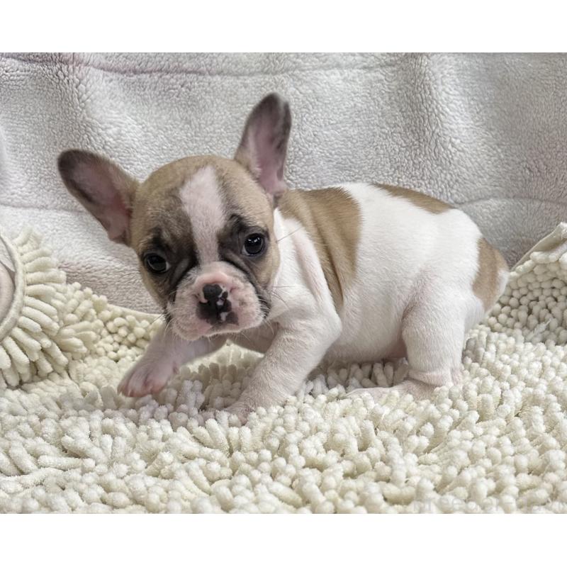 販売中の三重県のフレンチブルドッグ-432384の9枚目