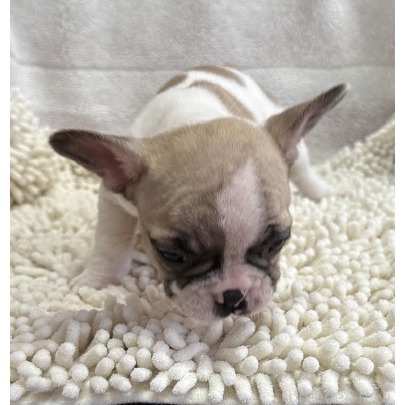 販売中の三重県のフレンチブルドッグ-432384の7枚目