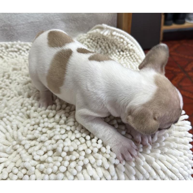 販売中の三重県のフレンチブルドッグ-432384の2枚目