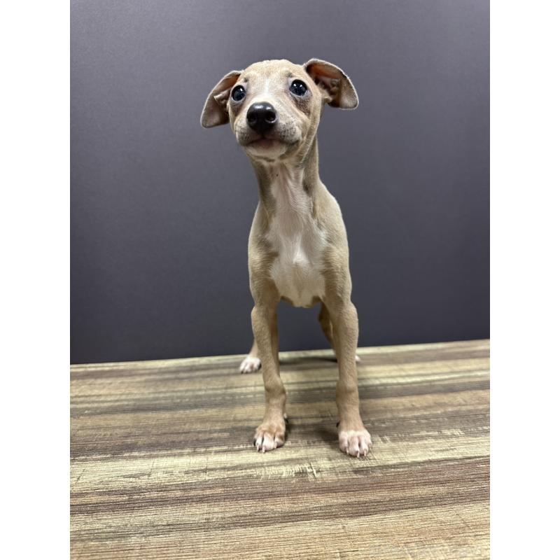 販売中の埼玉県のイタリアングレーハウンド(イタグレ)-432385の4枚目