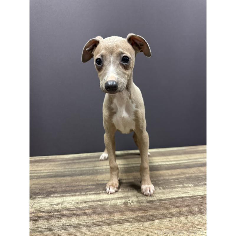 販売中の埼玉県のイタリアングレーハウンド(イタグレ)-432385の3枚目