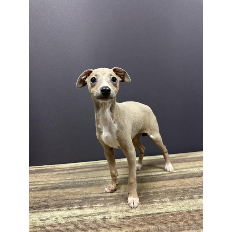 販売中の埼玉県のイタリアングレーハウンド(イタグレ)-432385の2枚目