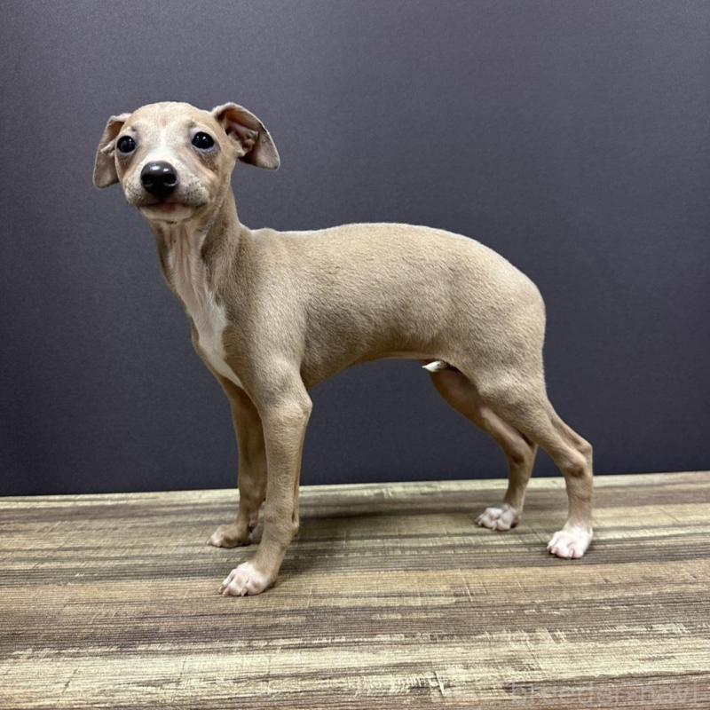 販売中の埼玉県のイタリアングレーハウンド(イタグレ)-432385