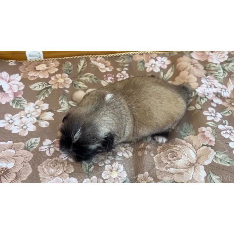 販売中の福岡県のペキニーズ-432386の2枚目