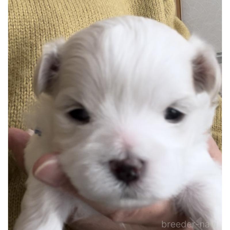 販売中の滋賀県のマルチーズ-430675の118枚目