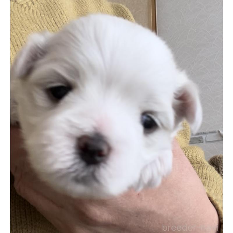 商談中の滋賀県のマルチーズ-430679の90枚目