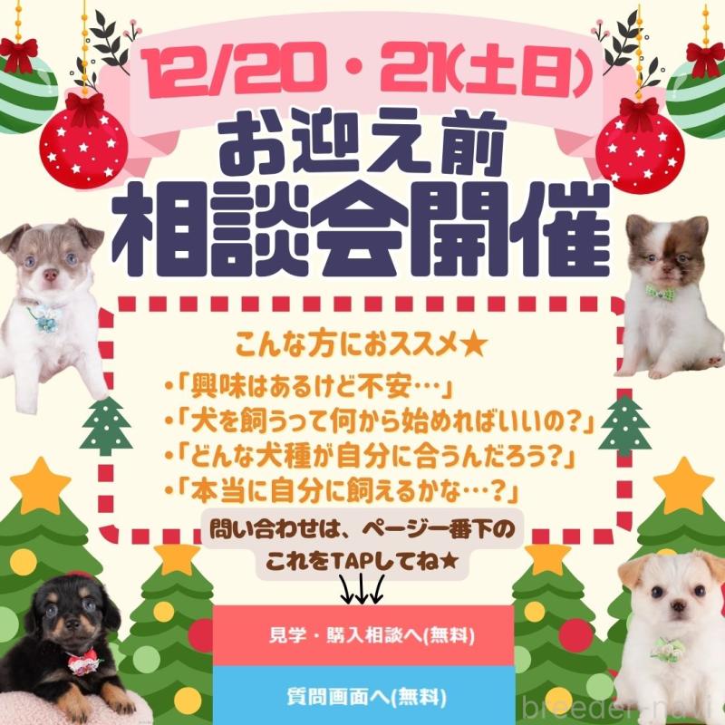 成約済の神奈川県のチワワ(ロングコート)-429460の5枚目