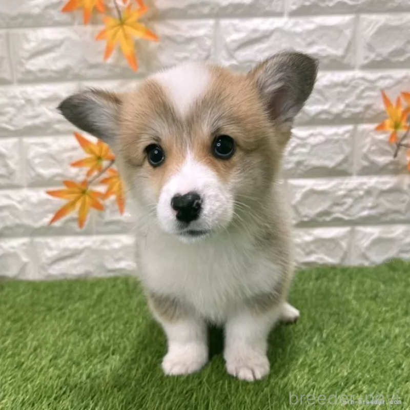 販売中の愛知県のウェルシュコーギーペンブローク-426375
