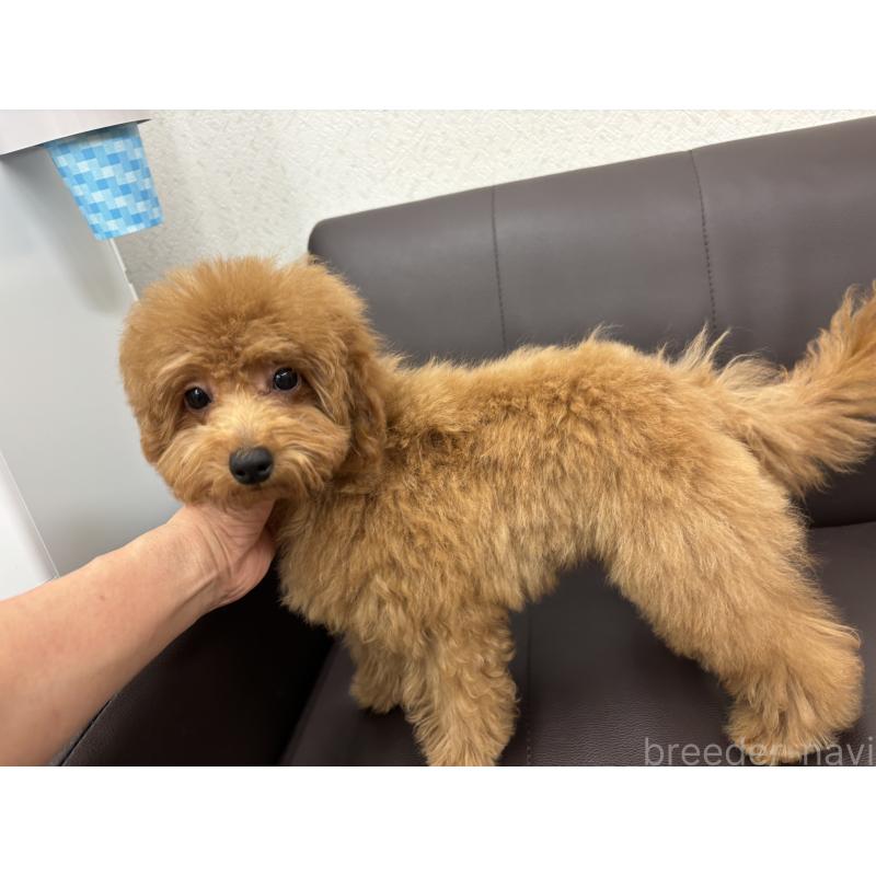 販売中の神奈川県のトイプードル-421462の4枚目