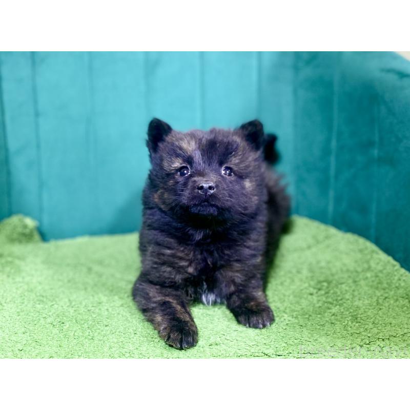 販売中の茨城県の甲斐犬-432392の3枚目