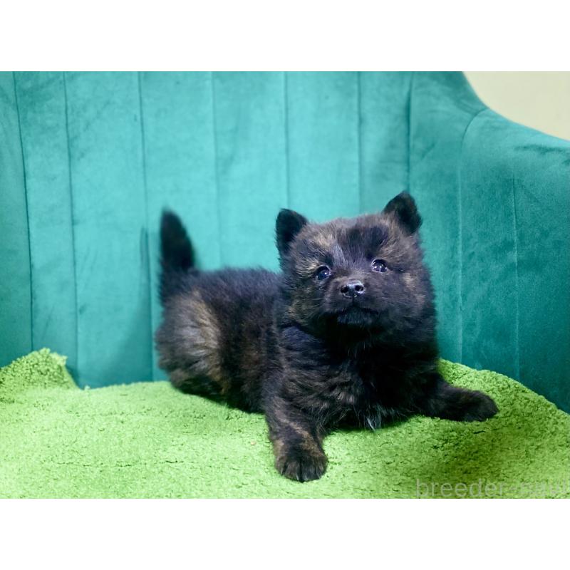 販売中の茨城県の甲斐犬-432392の2枚目