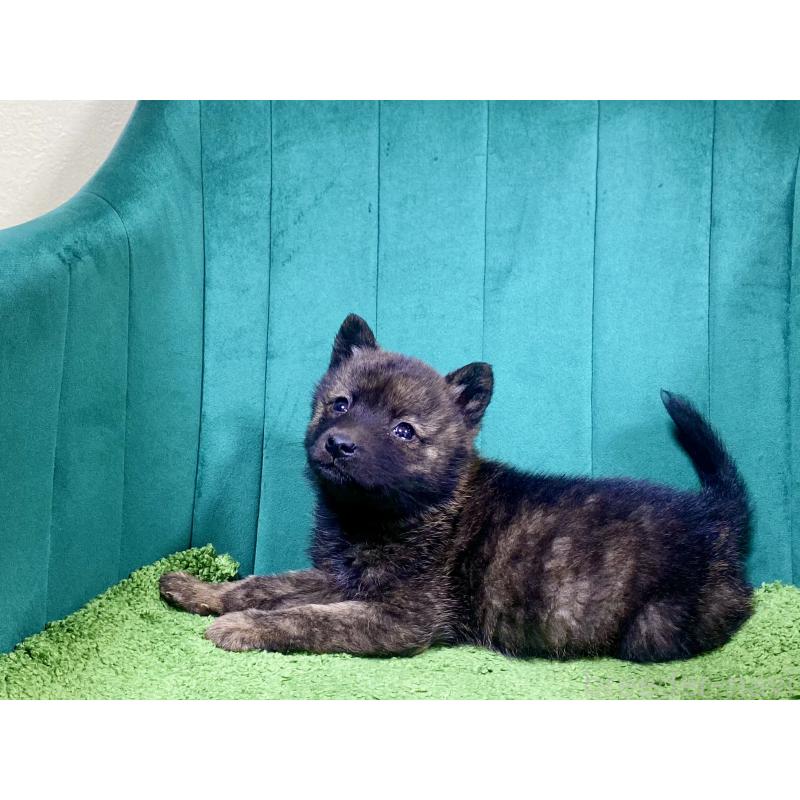 販売中の茨城県の甲斐犬-432393の3枚目