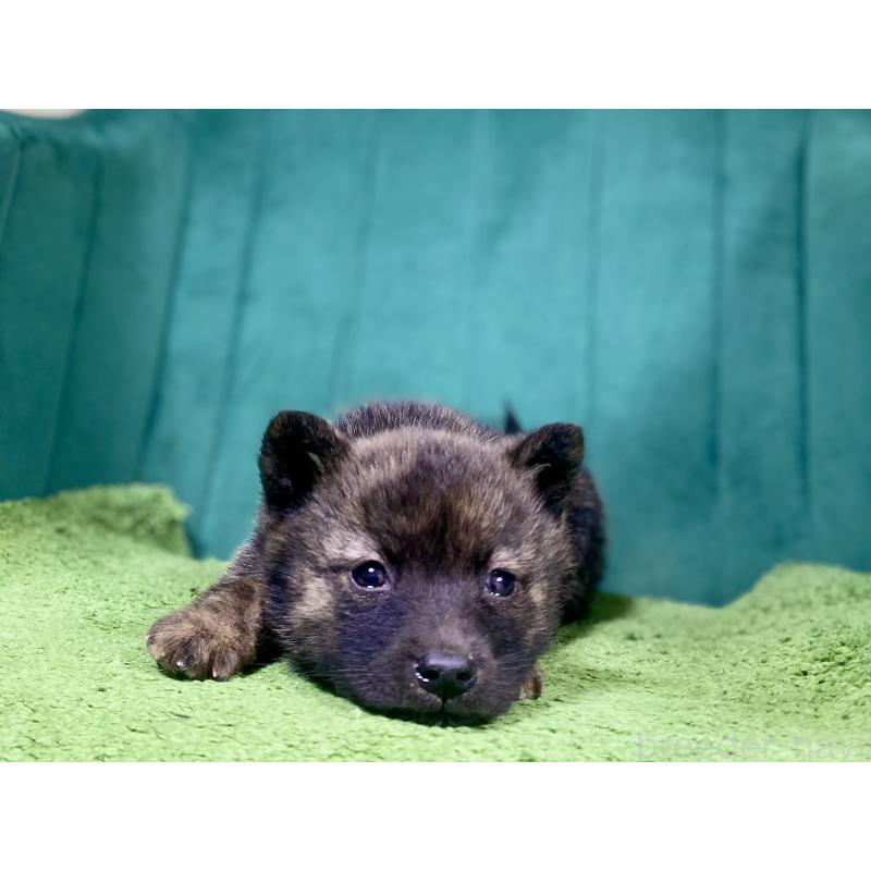 販売中の茨城県の甲斐犬-432393の2枚目