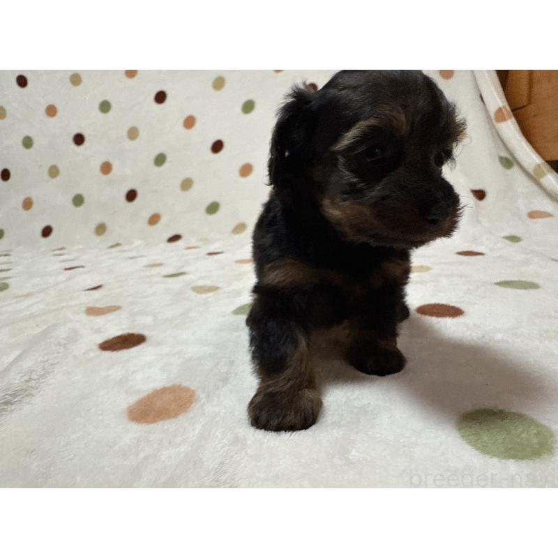 販売中の岐阜県のミックス犬-432394の5枚目