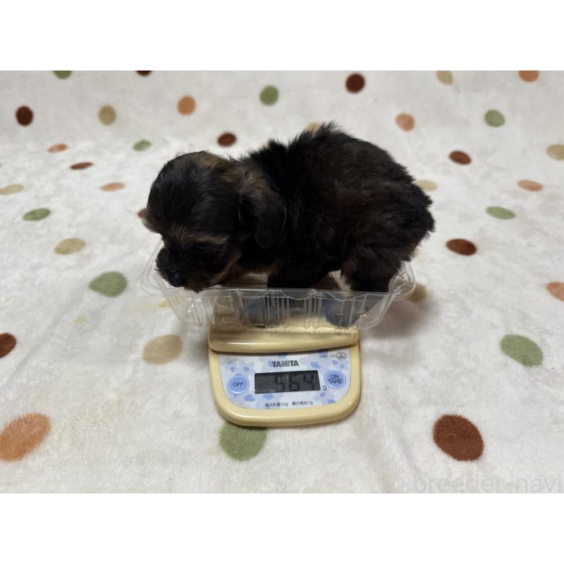 販売中の岐阜県のミックス犬-432394の4枚目