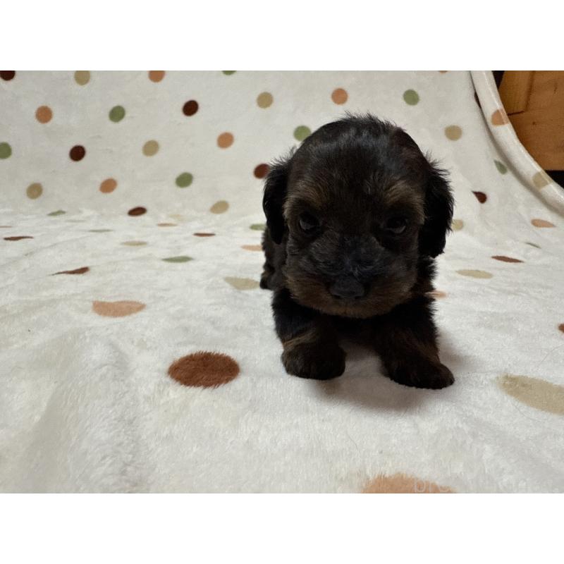 販売中の岐阜県のミックス犬-432394の3枚目