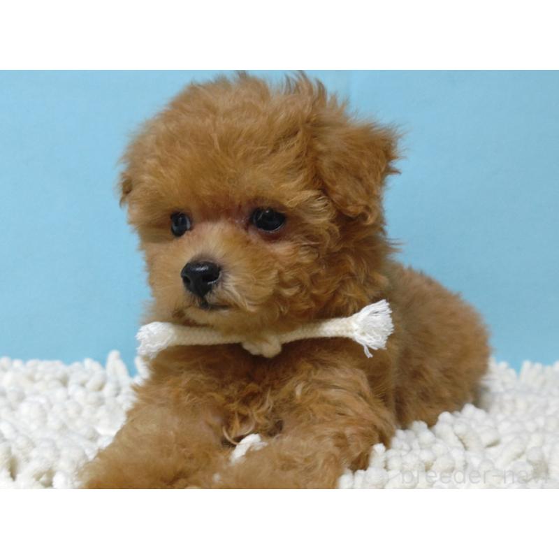 成約済の広島県のティーカッププードル-427990の6枚目