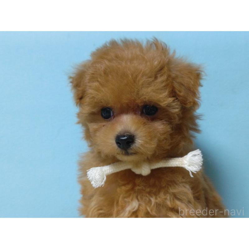 成約済の広島県のティーカッププードル-427990の5枚目