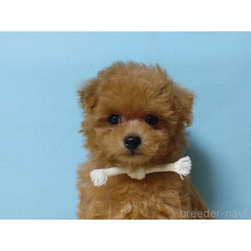 成約済の広島県のティーカッププードル-427990の4枚目