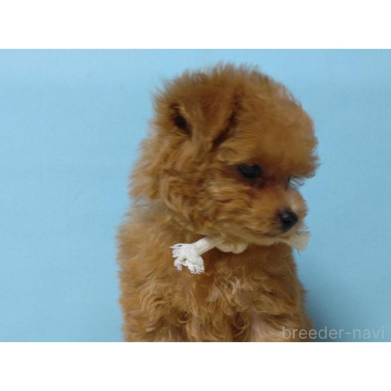 成約済の広島県のティーカッププードル-427990の2枚目